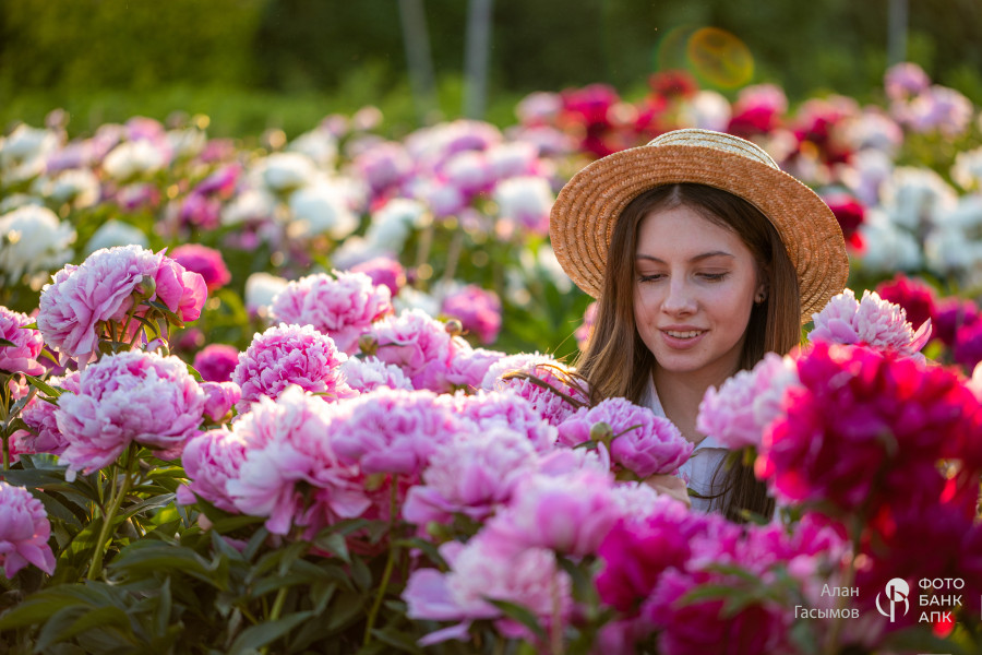 Цветущий сад, пионы