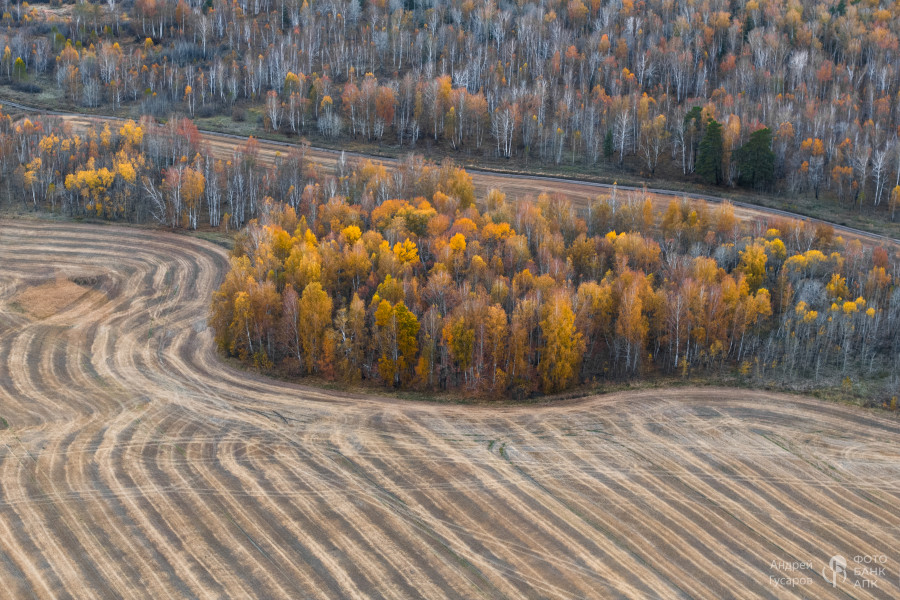 Рассветные поля. Золотая осень во всей своей красе.