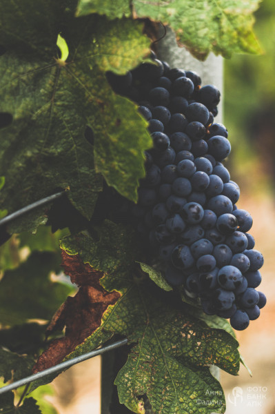 Сбор винограда