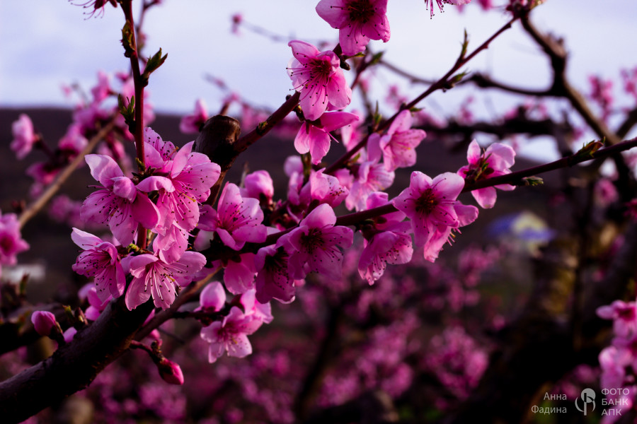 Персики цветут