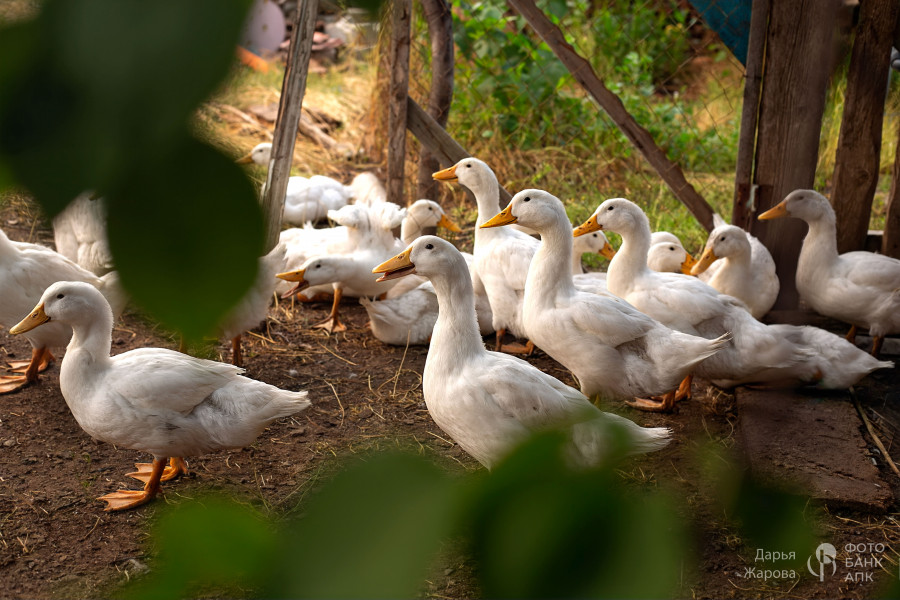 Утиная братва