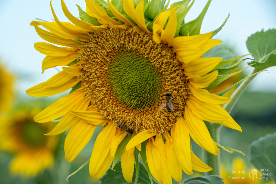 Танец пчел на золотом поле.