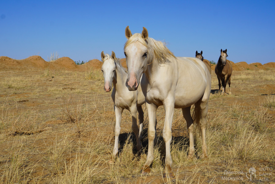 Блондинки на выпасе