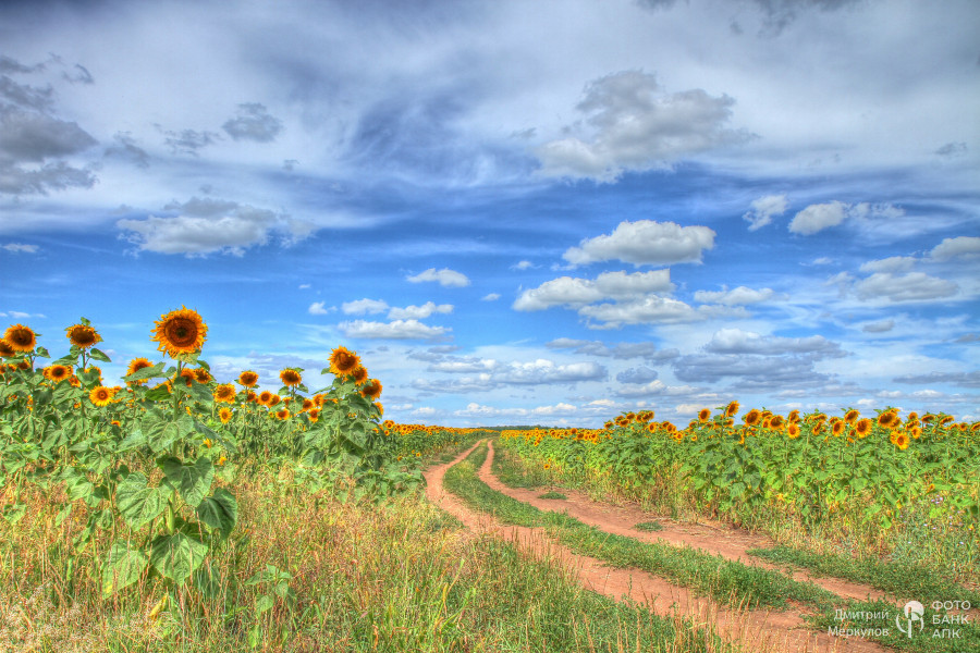 Русское поле
