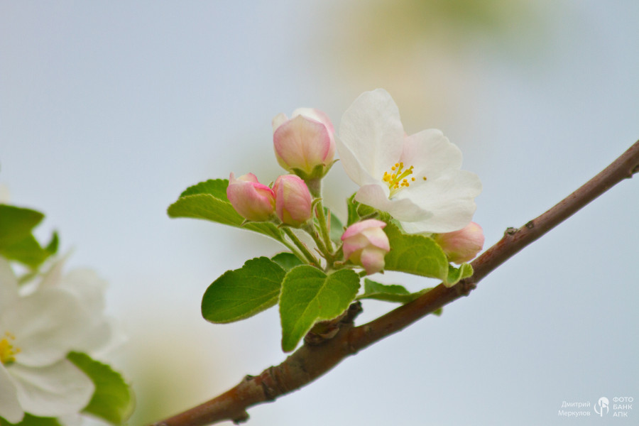 Сады цветут