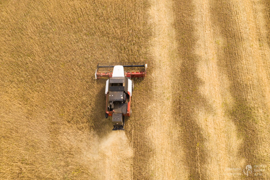 Уборка пшеницы