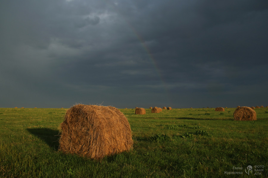 Сенокос на лугу