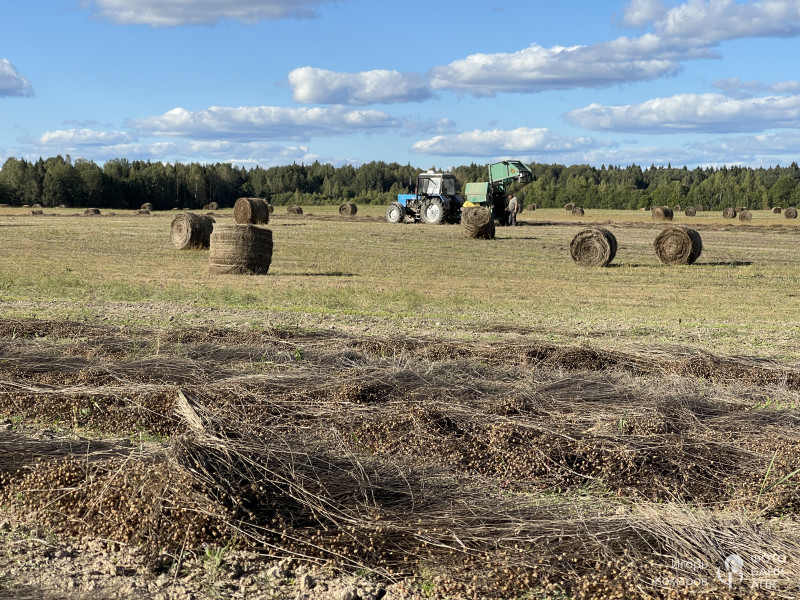 Уборка льнотресты