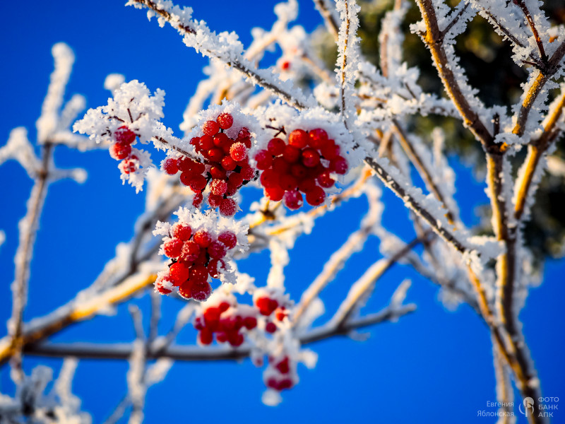 Дары природы в разное время года