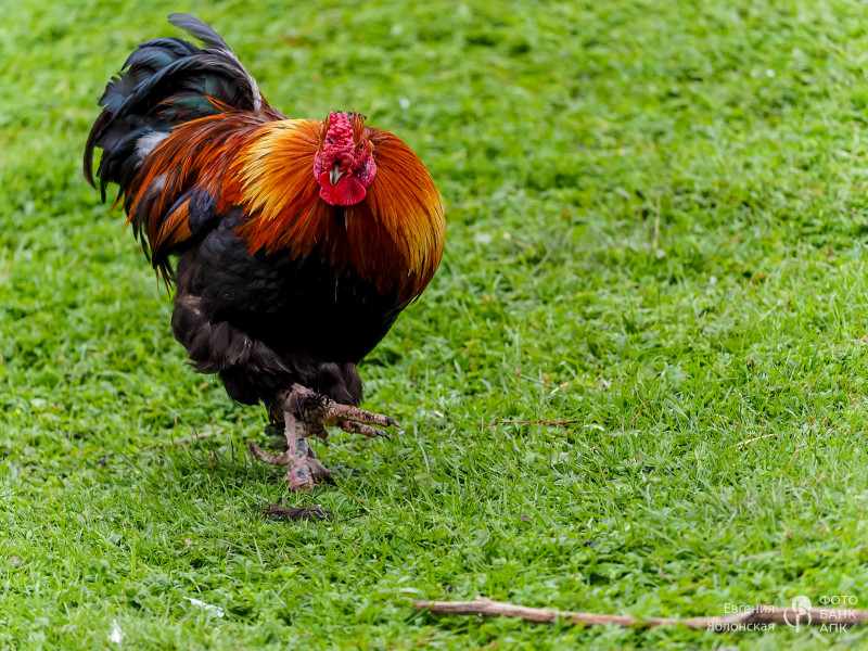 Эпизоды и виды мирной жизни в деревне