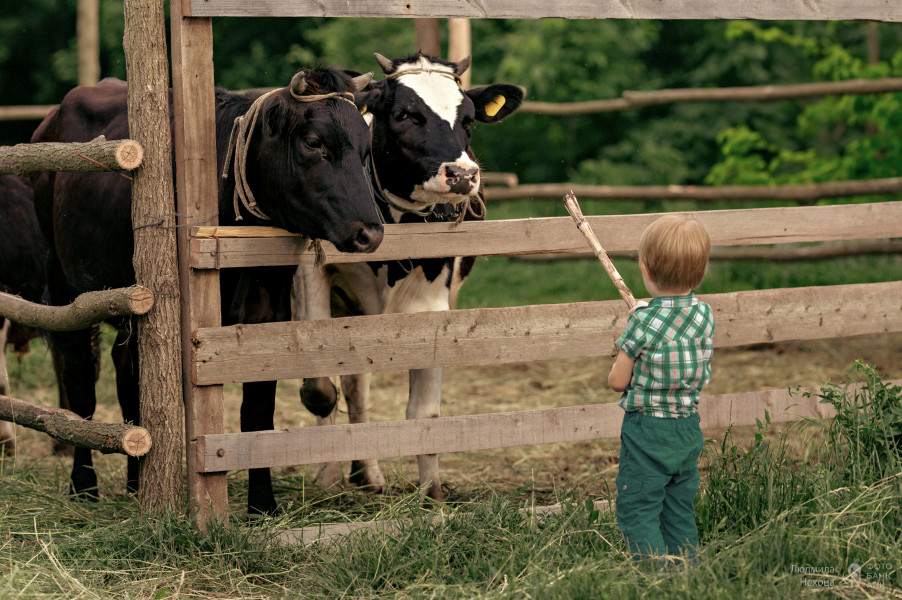 Хорошо в деревне летом
