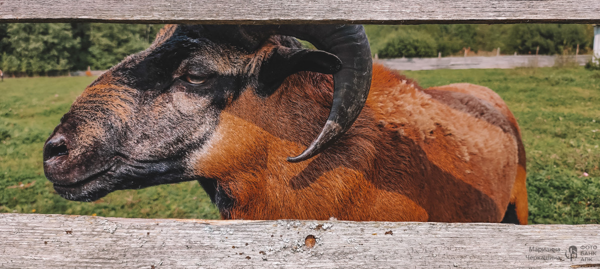 Животный мир