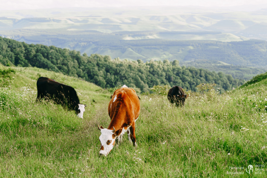 Альпийские луга