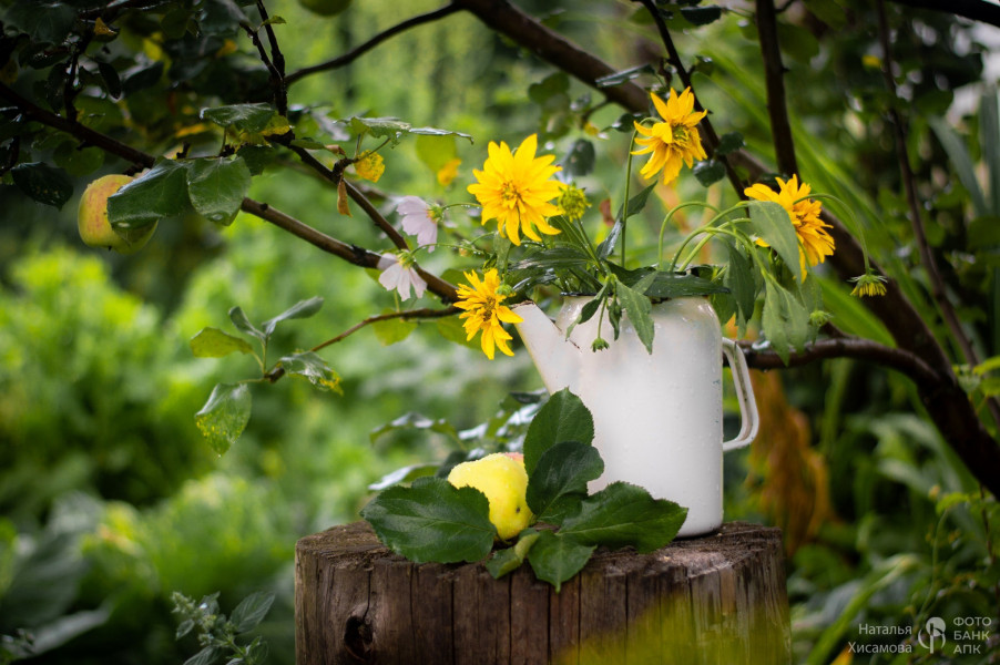 Золотой урожай