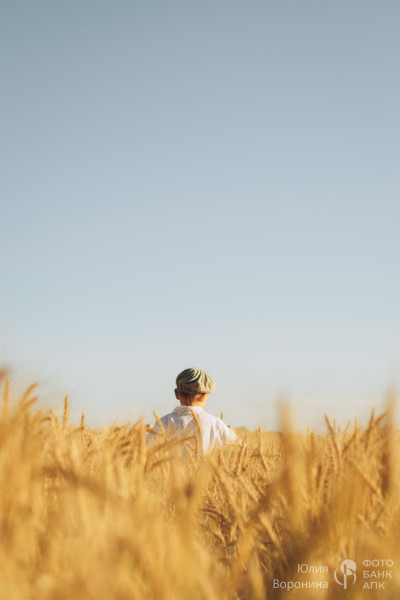 Золотой урожай