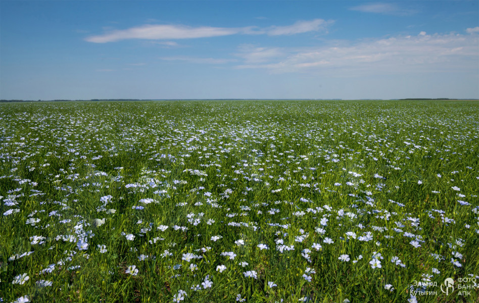 Лён цветёт