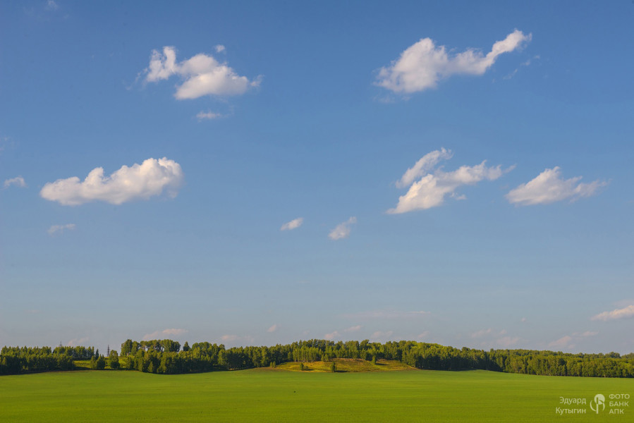 Озимые поля