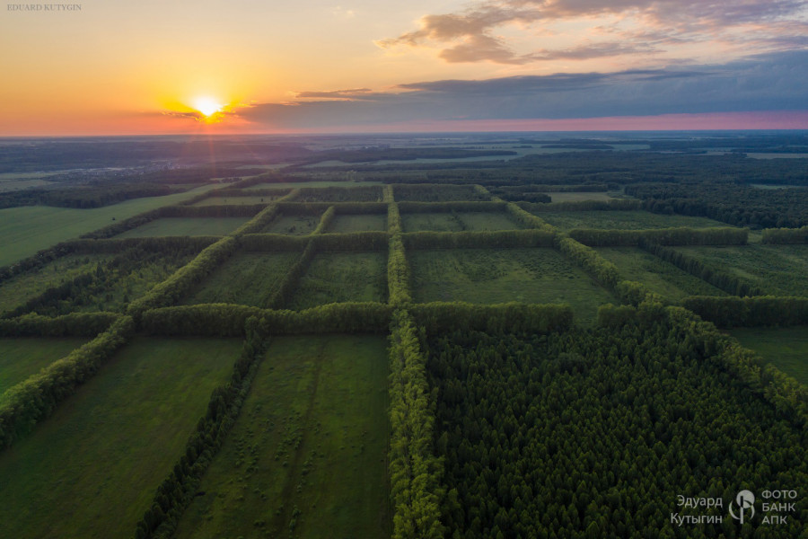 Плодово-ягодные поля внутри лесополос