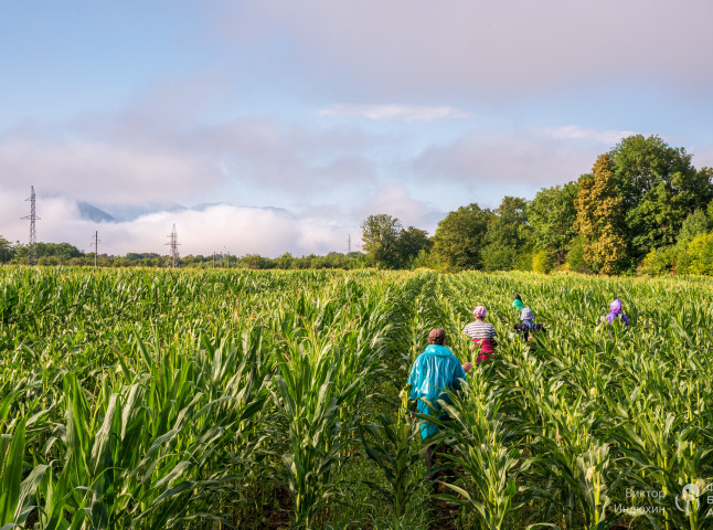Дорога к урожаю.