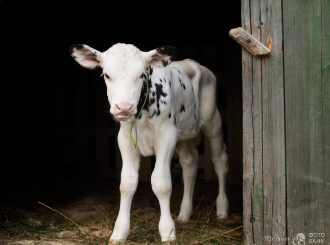 Малыш Снежик.