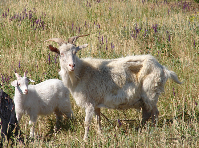 Жизнь в деревне