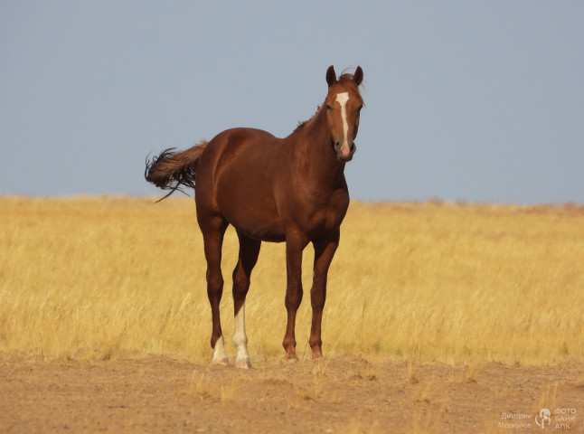 Косячный жеребец