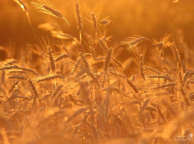 Ржаные хлеба