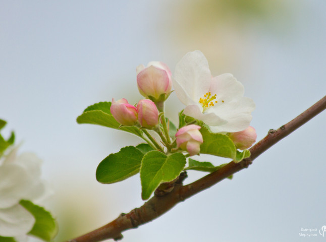 Сады цветут