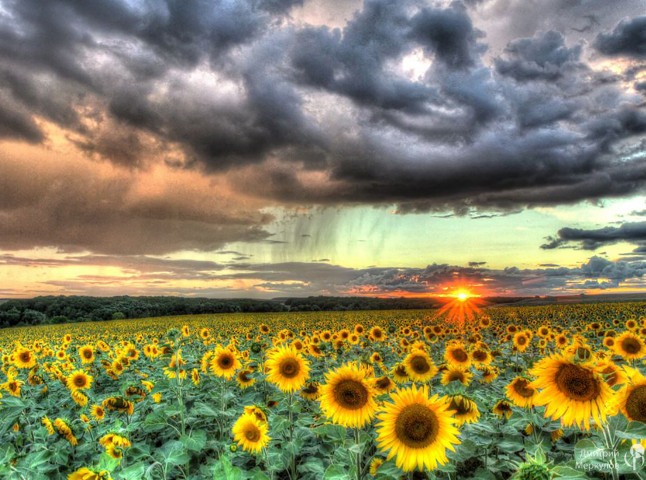 Солнце раз еще взглянуло исподлобья на поля...