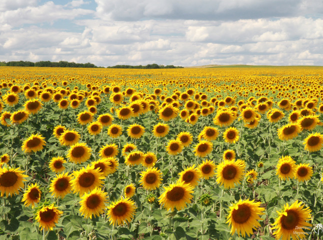 Цветы солнца