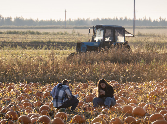 Тыквенное поле. с.Каменка, Задонский р-н, Липецкая обл.