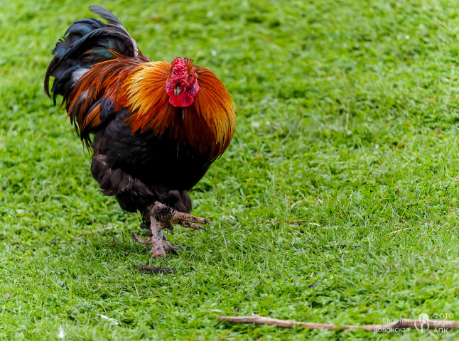 Эпизоды и виды мирной жизни в деревне