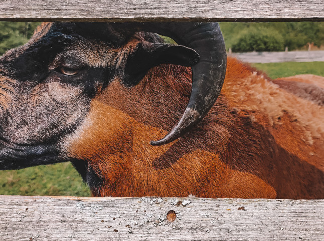 Животный мир