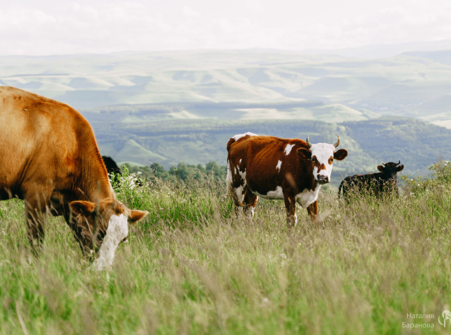 Альпийские луга