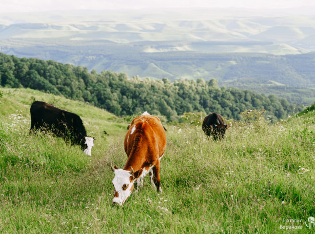Альпийские луга