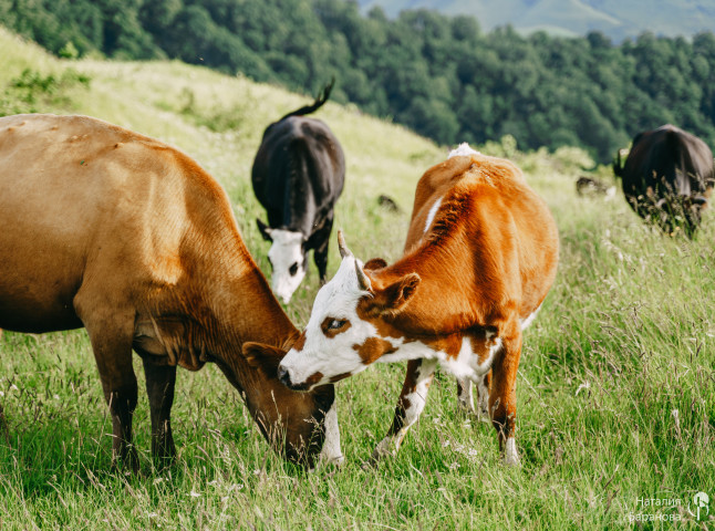 Альпийские луга