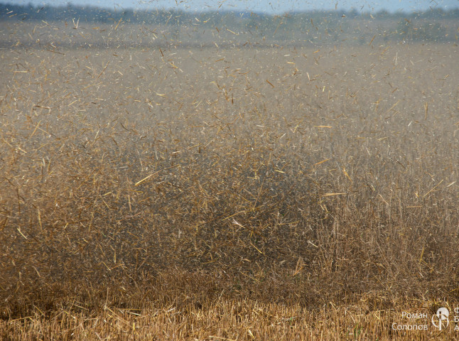 Сохраняя прошлое, возделываем будущее