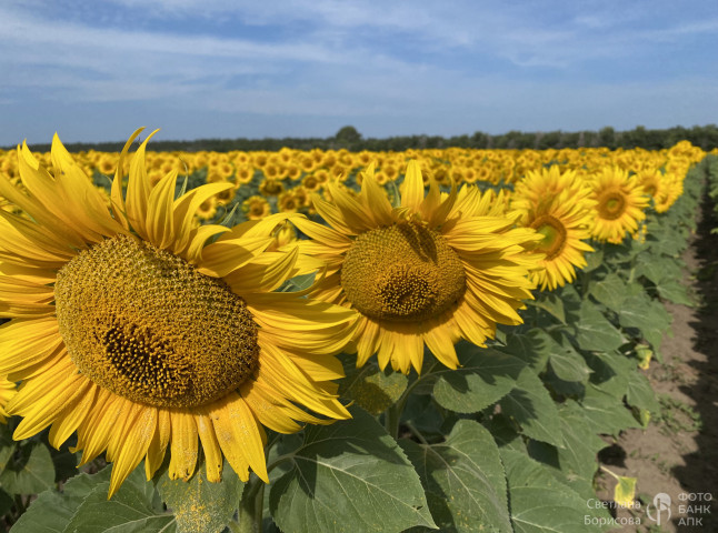 Прекрасные цветущие поля подсолнечника