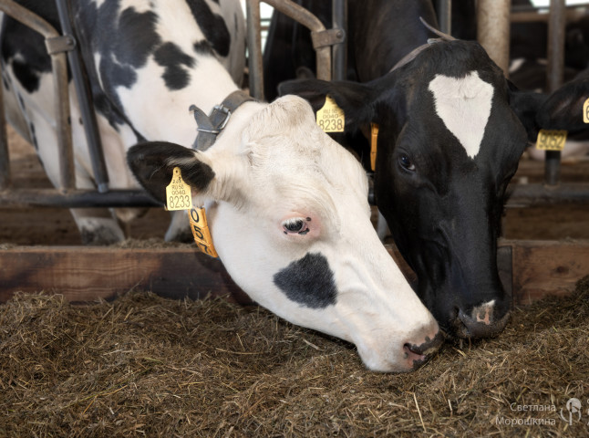 Черное белое