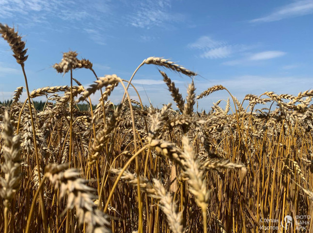 Золотой урожай