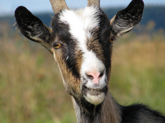 Чудо в анфас