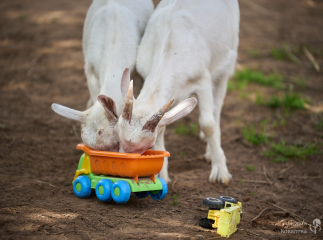 Обед привезли
