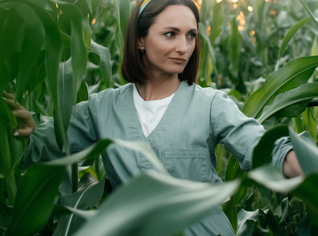 В кукурузном поле