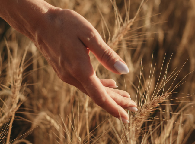 Золотой урожай