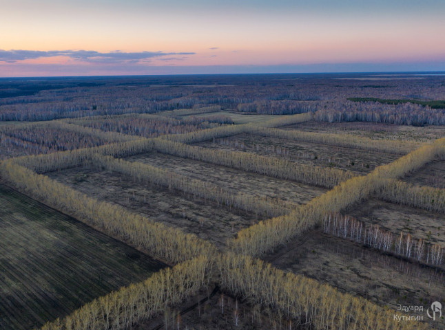 Лесополосы вокруг ягодных полей