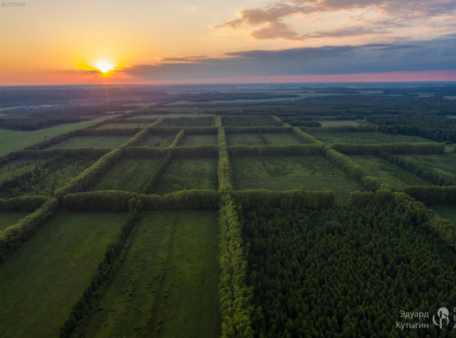 Плодово-ягодные поля внутри лесополос